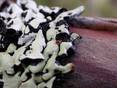 Trombidiformes