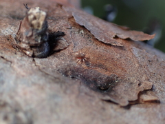 Trombidiformes