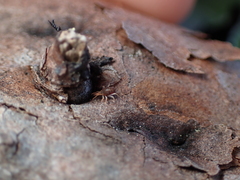 Trombidiformes