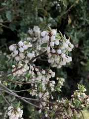 Gaultheria