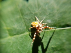 Metaphidippus