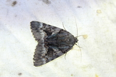 Catocala epione