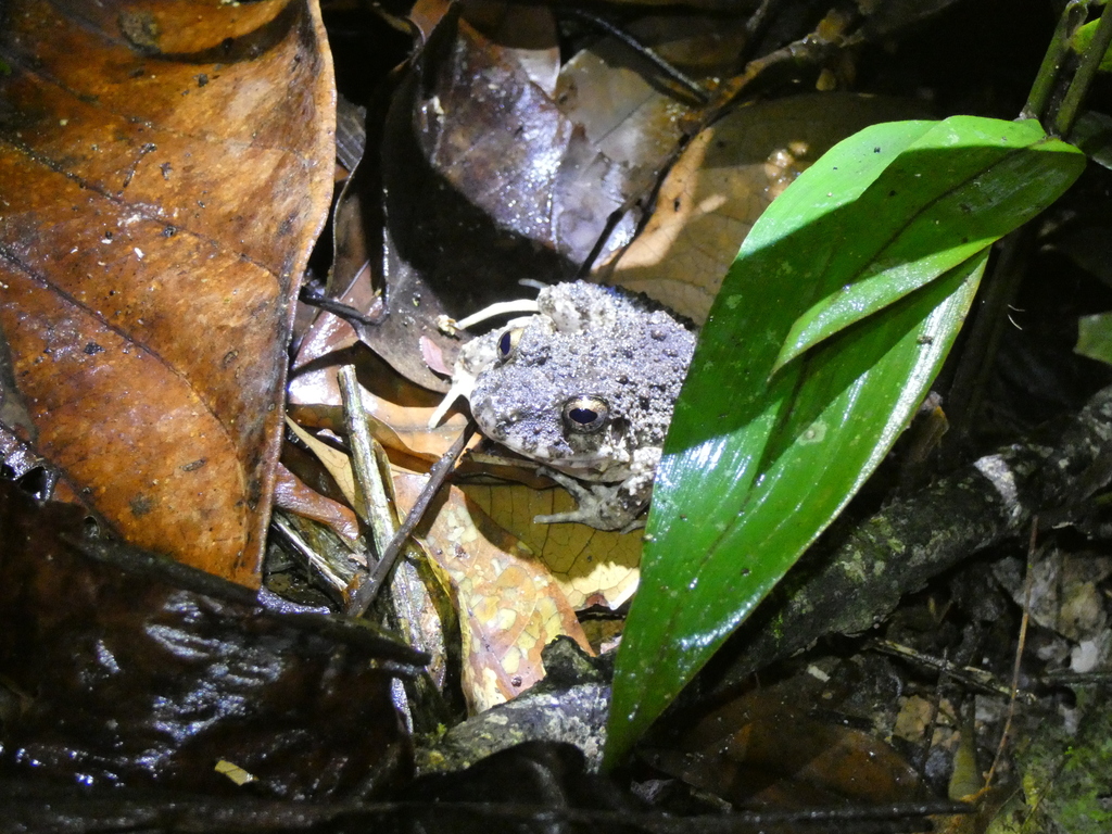 Common Big-headed Frog