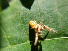 Metaphidippus