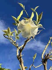 Brugmansia suaveolens