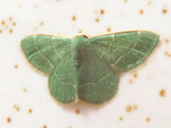 Chlorochlamys phyllinaria