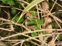 Synallaxis frontalis