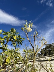 Brugmansia suaveolens