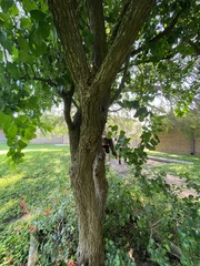 Ehretia anacua