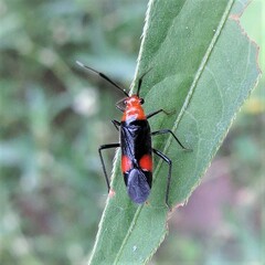 Trilaccus nigroruber