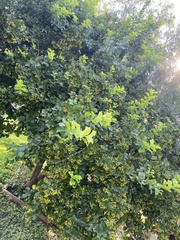Ehretia anacua