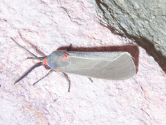 Phaegopterina