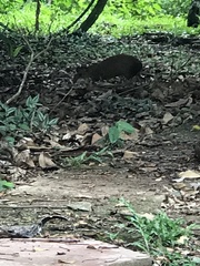 Dasyprocta variegata