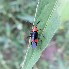 Trilaccus nigroruber