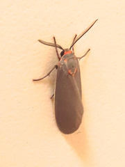Phaegopterina