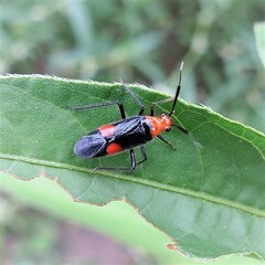 Trilaccus nigroruber