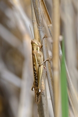 Austracris guttulosa