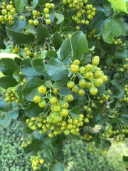 Ehretia anacua