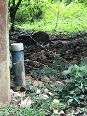 Dasyprocta variegata