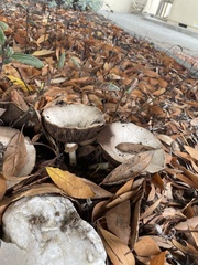 Coprinopsis uliginicola