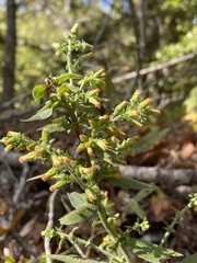 Solidago petiolaris