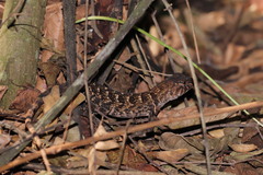 Sceloporus utiformis