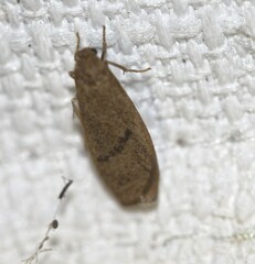 Lambula obliquilinea