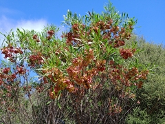 Dodonaea viscosa angustissima