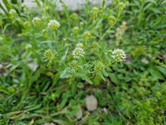 Acicarpha tribuloides