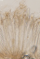 Geoglossum fallax