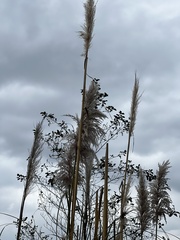 Cortaderia nitida
