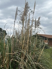 Cortaderia nitida