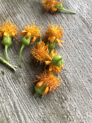 Pseudogynoxys scabra