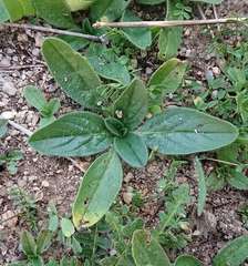 Echium plantagineum