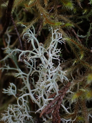 Cladonia portentosa