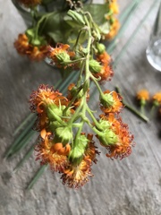 Pseudogynoxys scabra