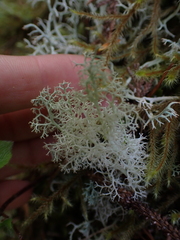 Cladonia portentosa