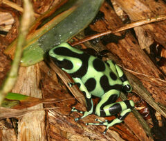 Dendrobates auratus