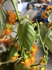 Pseudogynoxys scabra