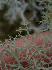 Cladonia portentosa