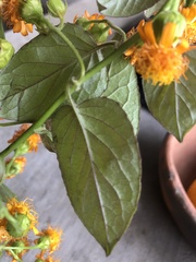 Pseudogynoxys scabra