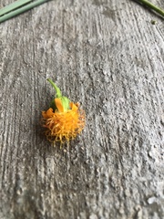 Pseudogynoxys scabra