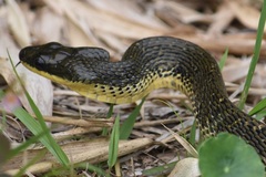 Phrynonax poecilonotus