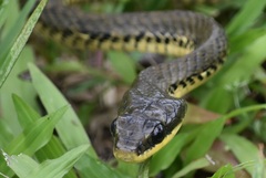 Phrynonax poecilonotus