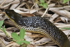 Phrynonax poecilonotus