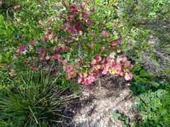 Dodonaea viscosa cuneata