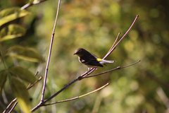 Setophaga coronata