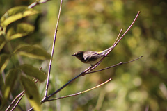 Setophaga coronata