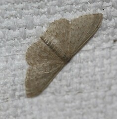 Idaea