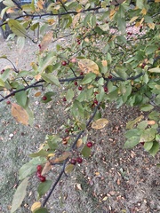 Malus